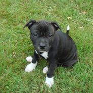 Staffordshire bull terrier Chili