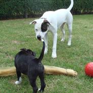 Staffordshire bull terrier Chili