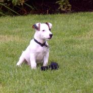 Jack russell terrier Oscar