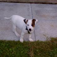 Jack russell terrier Oscar