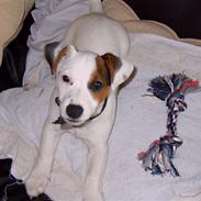 Jack russell terrier Oscar