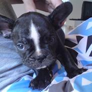 Fransk bulldog Jackie