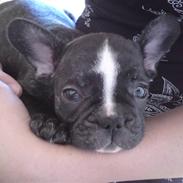 Fransk bulldog Jackie