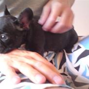 Fransk bulldog Jackie