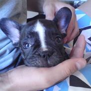Fransk bulldog Jackie