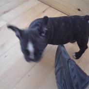 Fransk bulldog Jackie