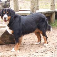 Berner sennenhund Bianca