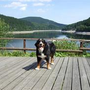 Berner sennenhund Bianca