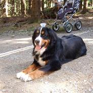 Berner sennenhund Bianca