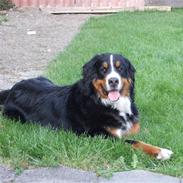 Berner sennenhund Bianca