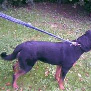 Rottweiler Arcibal (Tayson)