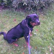 Rottweiler Arcibal (Tayson)