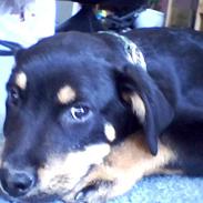 Rottweiler Tyson 23/1-08 - 11/12-08