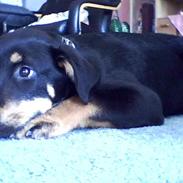 Rottweiler Tyson 23/1-08 - 11/12-08