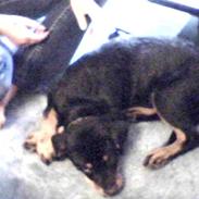 Rottweiler Tyson 23/1-08 - 11/12-08