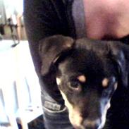 Rottweiler Tyson 23/1-08 - 11/12-08