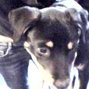 Rottweiler Tyson 23/1-08 - 11/12-08