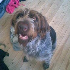 Ruhåret hønsehund Tanja