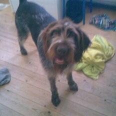 Ruhåret hønsehund Tanja