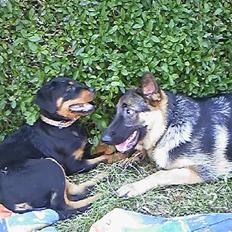 Rottweiler rotti aka Gina *RIP*