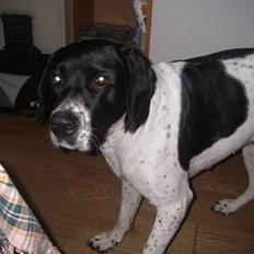 Blanding af racer freja