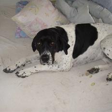 Blanding af racer freja