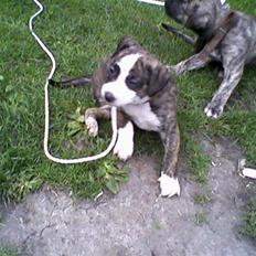 Blanding af racer Lucy