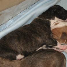 Blanding af racer Lucy