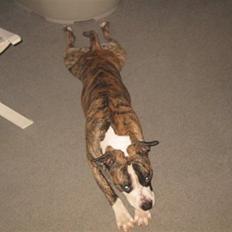 Blanding af racer Lucy