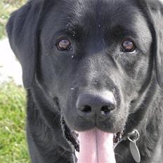 Labrador retriever Balter >> Skønheden!<33