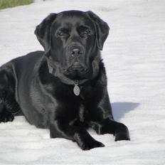 Labrador retriever Balter >> Skønheden!<33