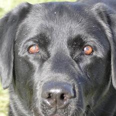 Labrador retriever Balter >> Skønheden!<33