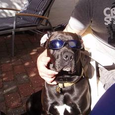 Blanding af racer Basse - Boxador - lab/box