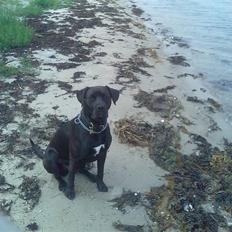 Blanding af racer Basse - Boxador - lab/box
