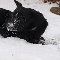 Blanding af racer Buster