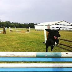 Blanding af racer Buster