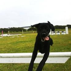 Blanding af racer Buster