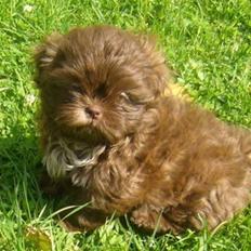 Shih tzu Bella