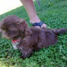 Shih tzu Bella