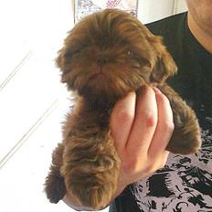 Shih tzu Bella