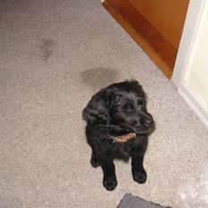 Blanding af racer Curly