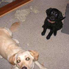 Blanding af racer Curly