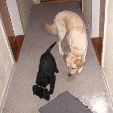 Blanding af racer Curly