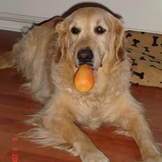 Golden retriever simba