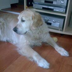 Golden retriever simba