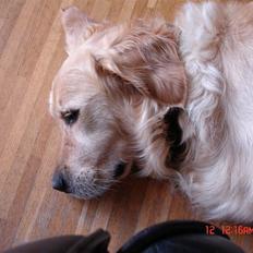 Golden retriever simba