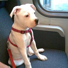 Amerikansk bulldog Baby