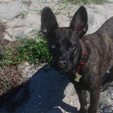 Blanding af racer Liva