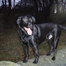 Blanding af racer Samson