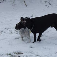 Blanding af racer Samson